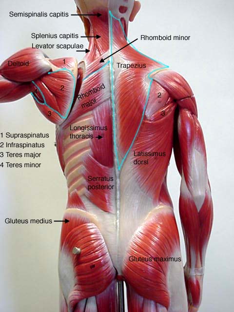 back muscle diagram anatomy