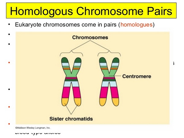 chromosome diagram normal