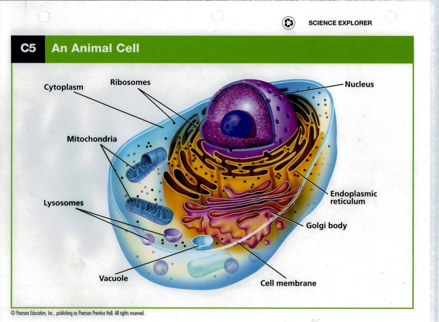 diagram of a animal cell colors