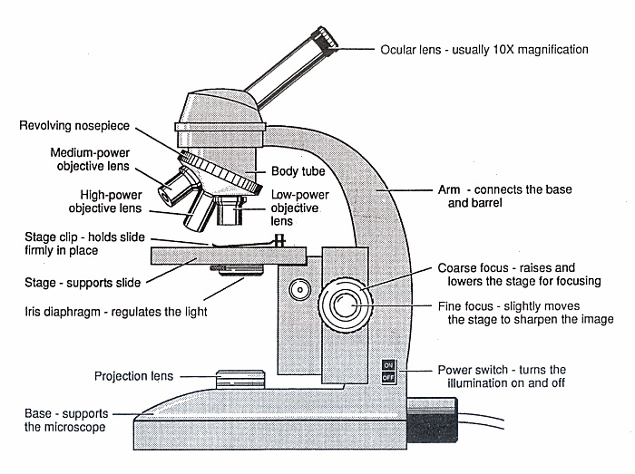 diagram of microscope detailed