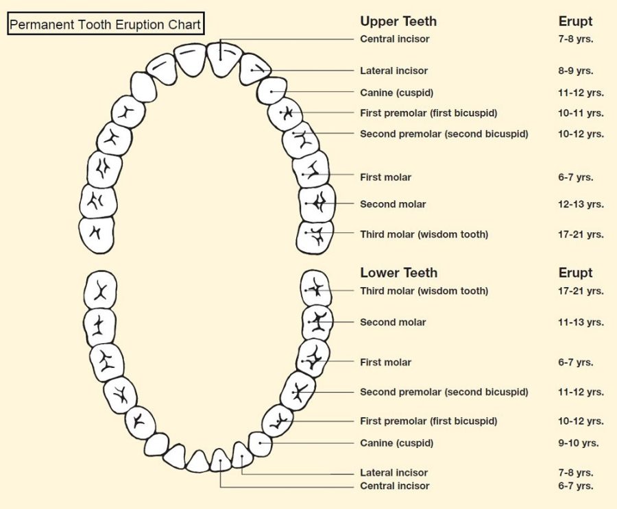 diagram of teeth detail