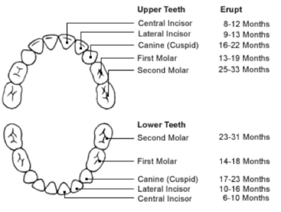 diagram of teeth page