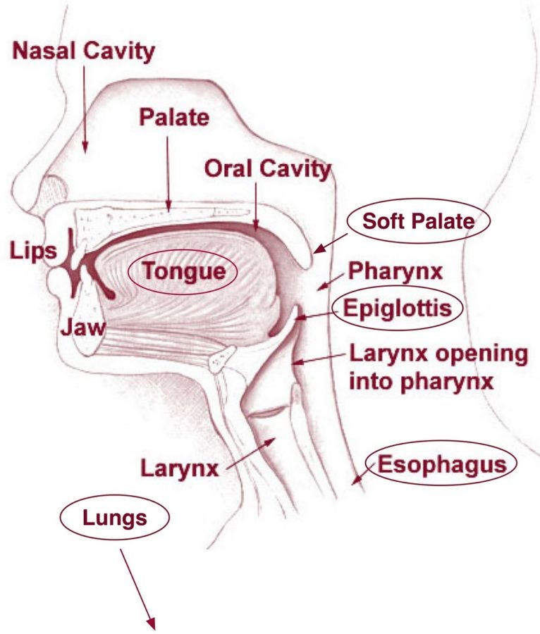diagram of the mouth printable