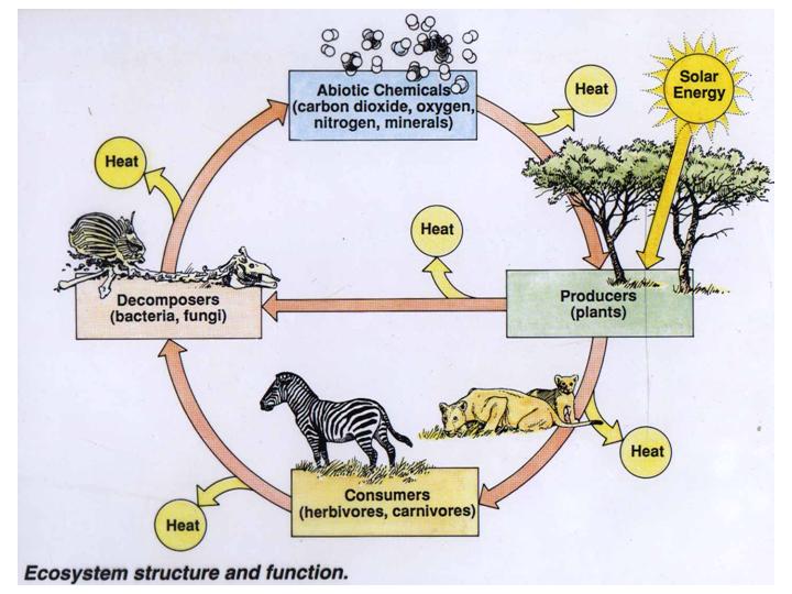 ecosystem diagram desert