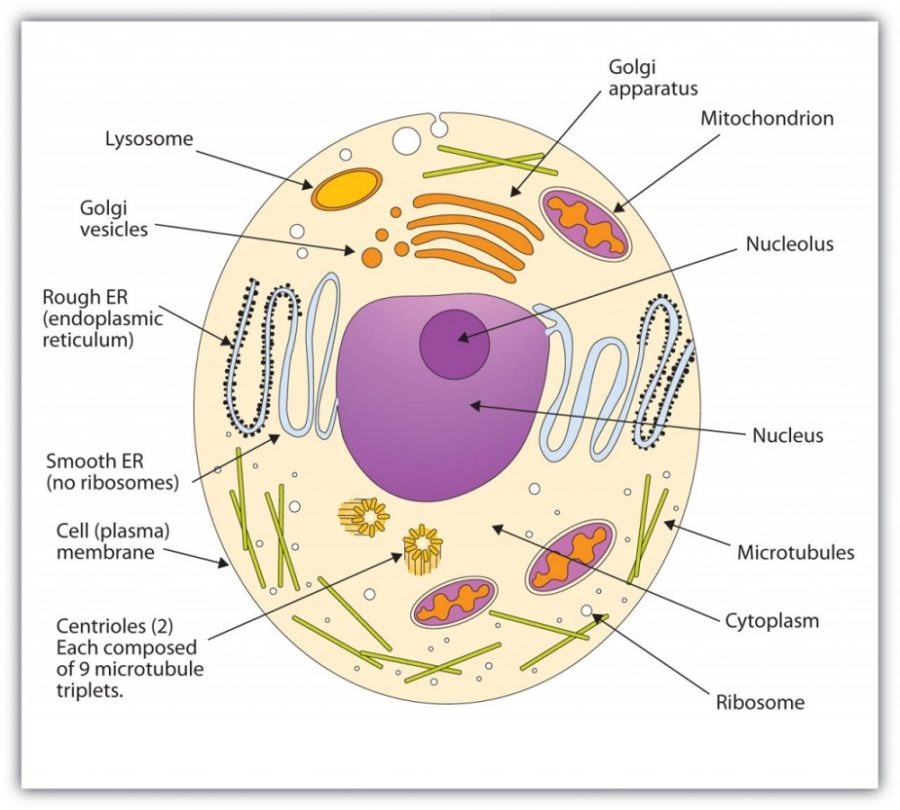 human cell diagram page