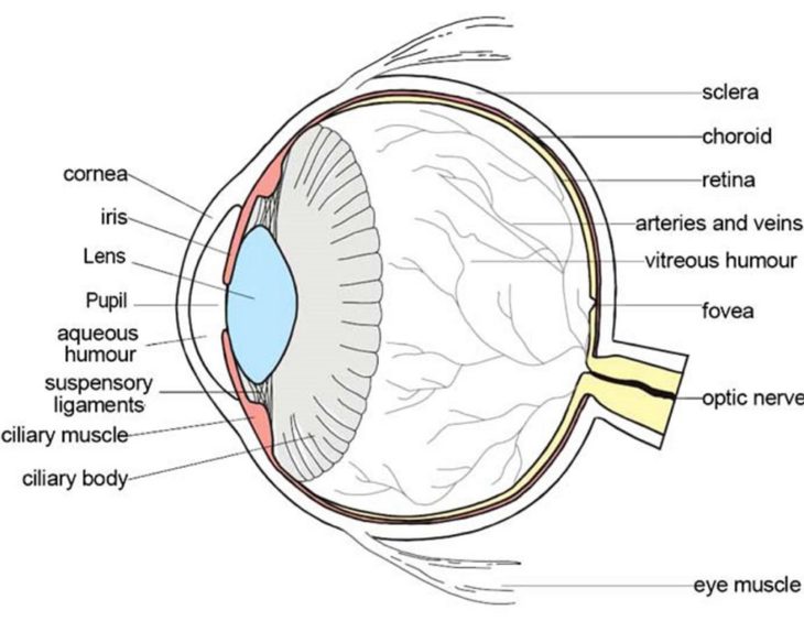 Human Eye Diagrams | 101 Diagrams