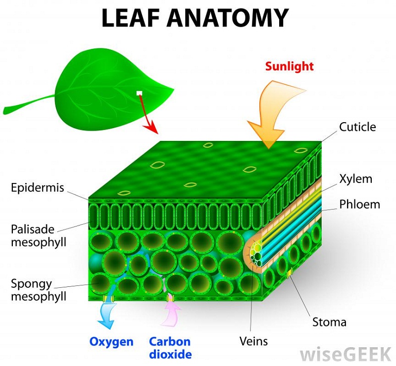 leaf diagram anatomy