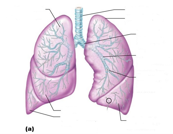 lung diagram blank