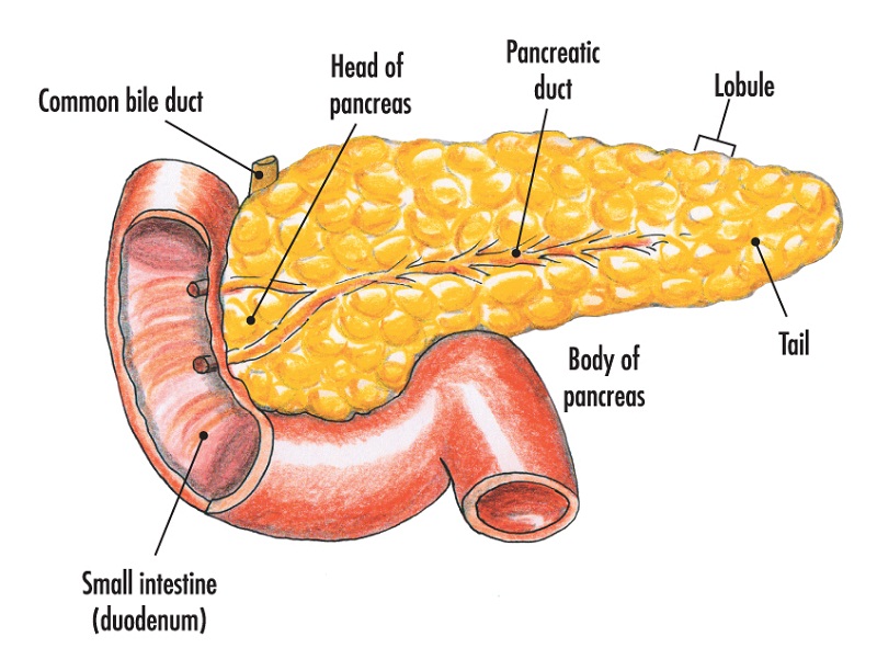 pancreas diagram example