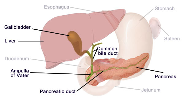 pancreas diagram human