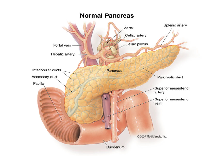 pancreas diagram normal