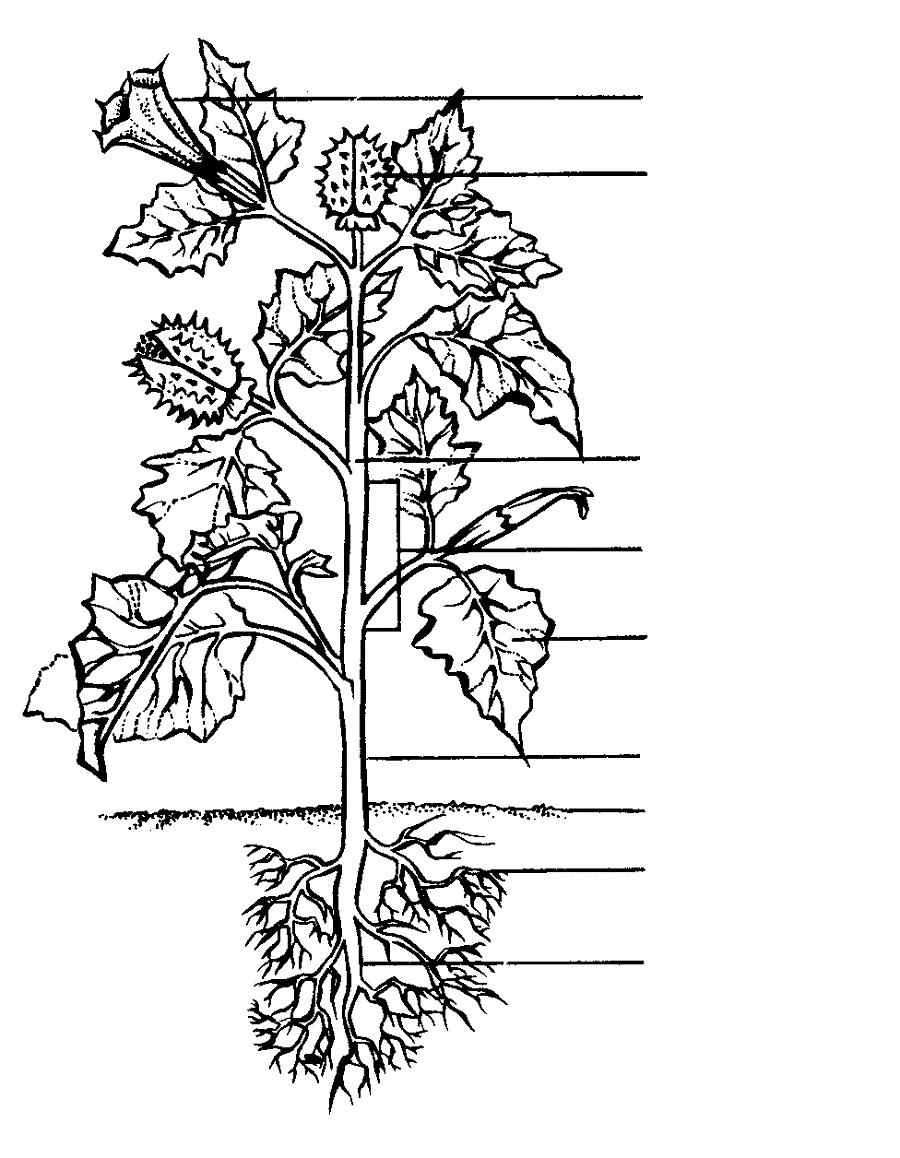 parts of a plant diagram blank