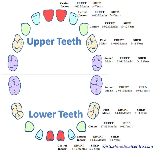 teeth diagram for kids