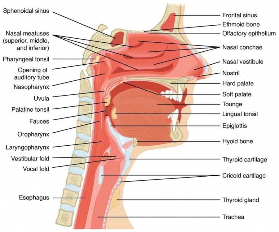 throat diagram anatomy