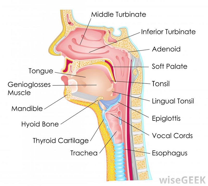 throat diagram simple