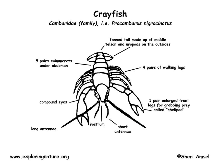 crayfish diagram explained