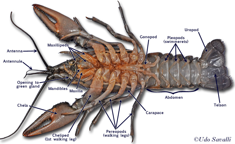 crayfish diagram parts