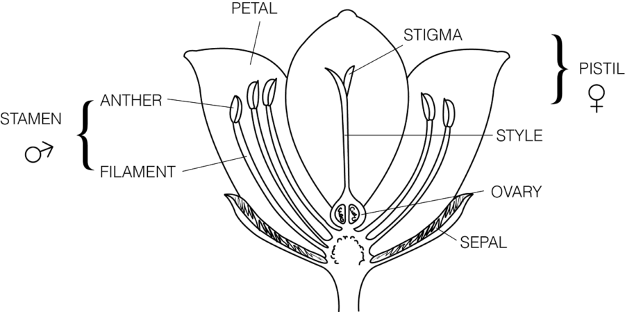 diagram of flower simple