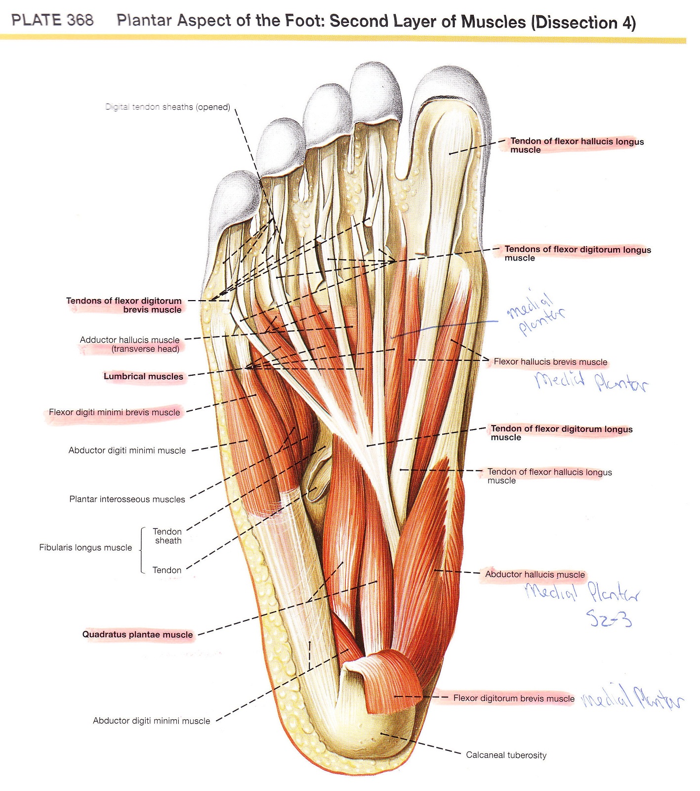 Diagrams of Foot