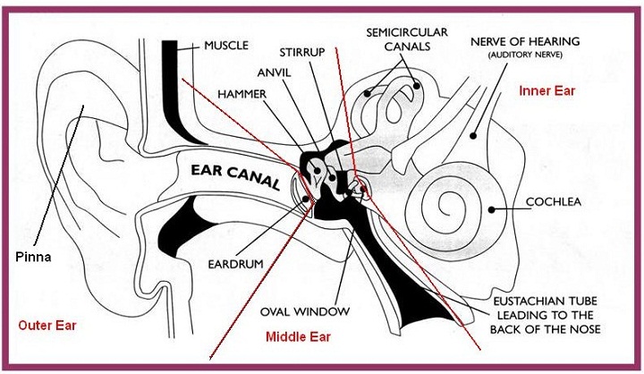 ear diagram biology