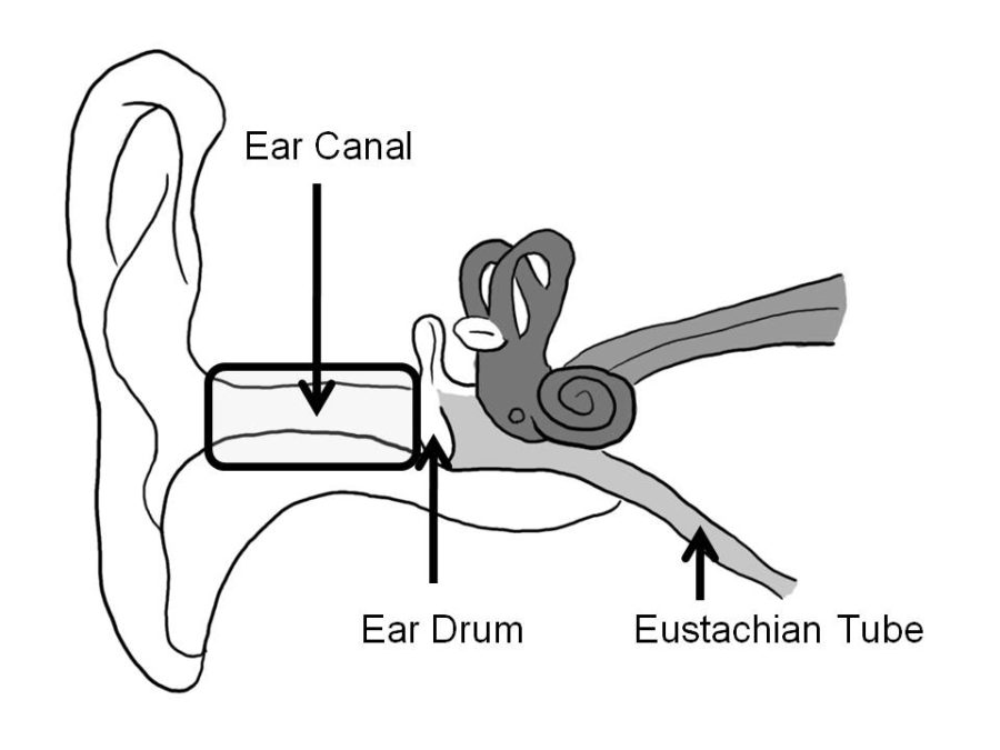ear diagram for kids