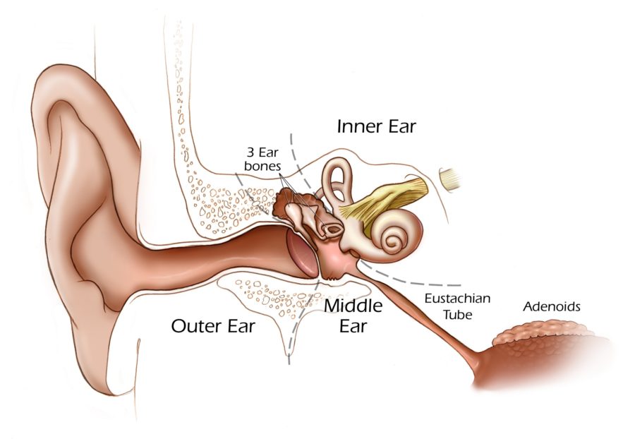 ear diagram inner