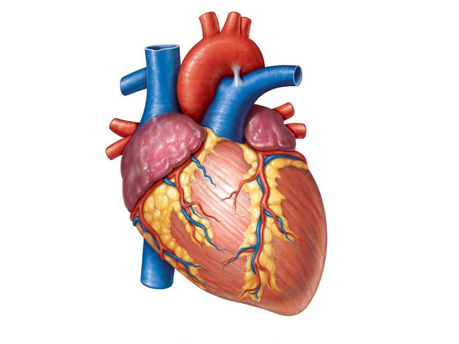 human heart diagram blank