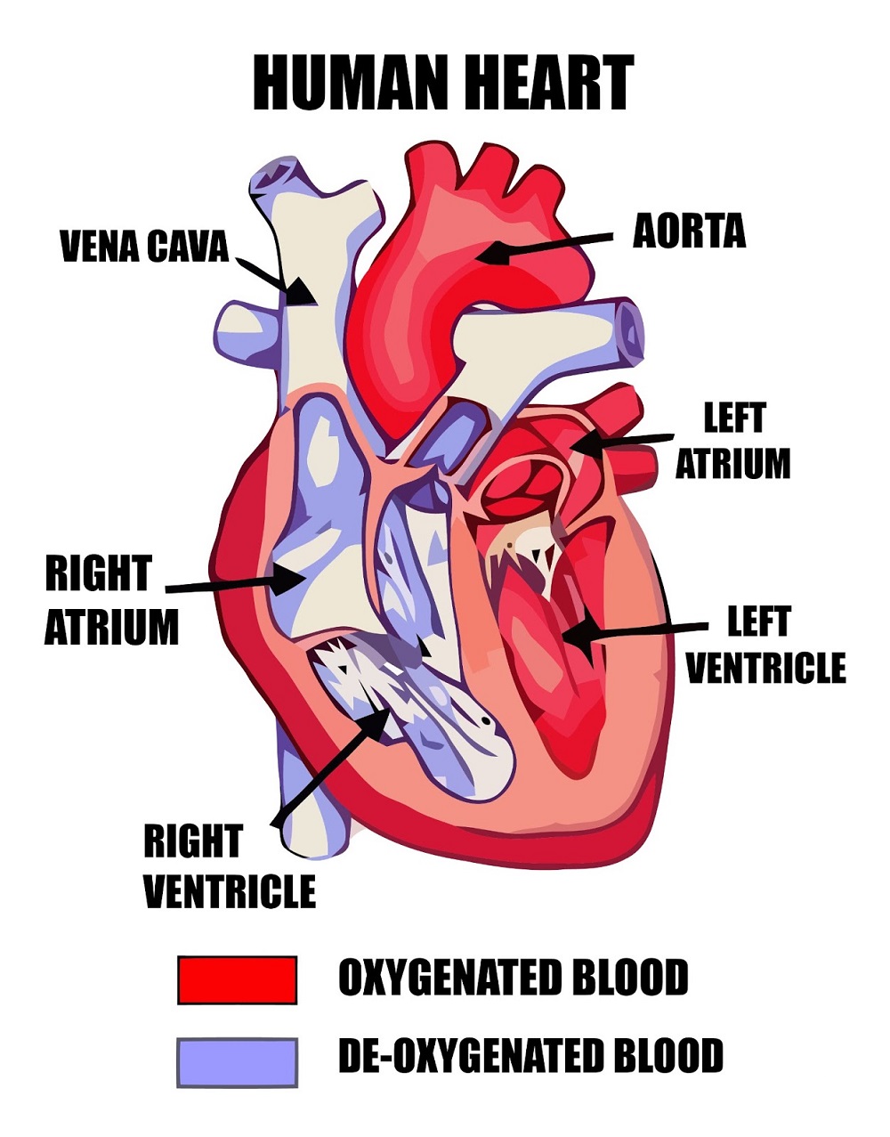 Human Heart Diagrams