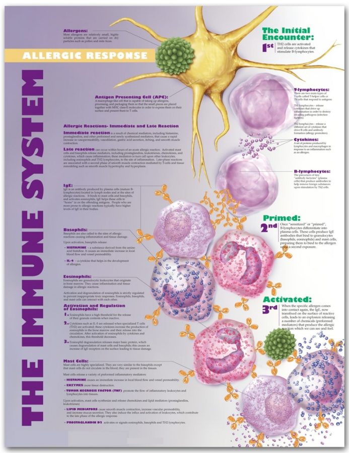 immune system diagram detail