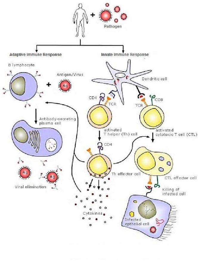 immune system diagram human