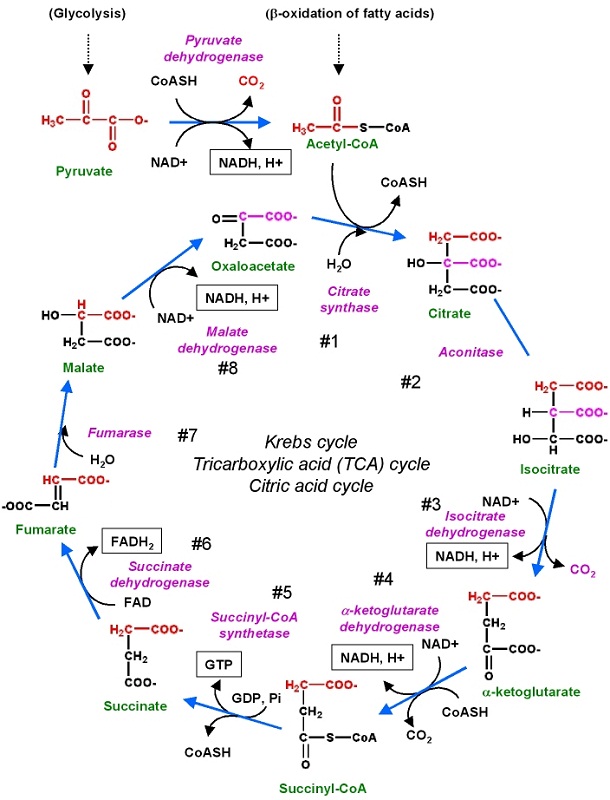 krebs cycle diagram chemical