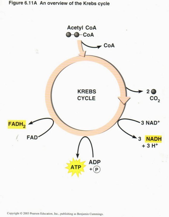 krebs cycle diagram simplified