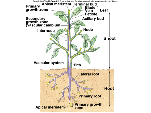 plant diagram anatomy