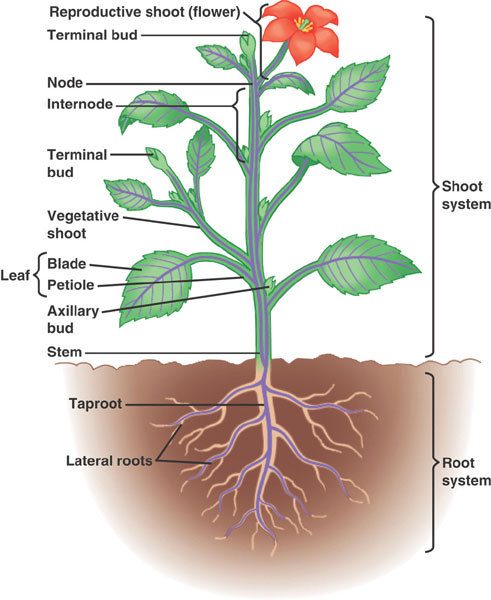 plant diagram biology