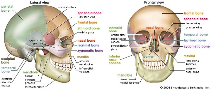 skull diagram labeled
