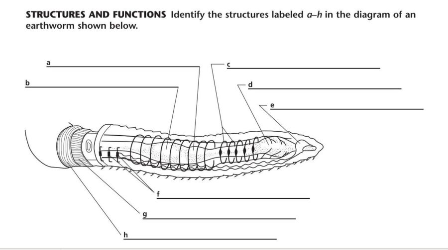 worm diagram worksheet