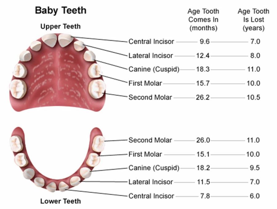 dental diagram baby teeth
