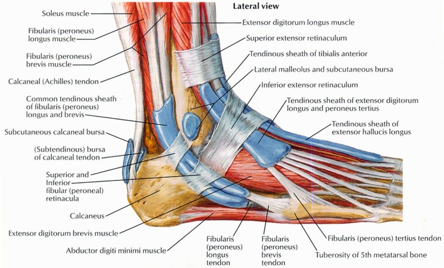 diagram of the foot muscles