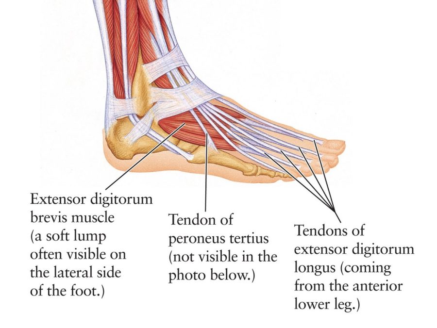 diagram of the foot simple