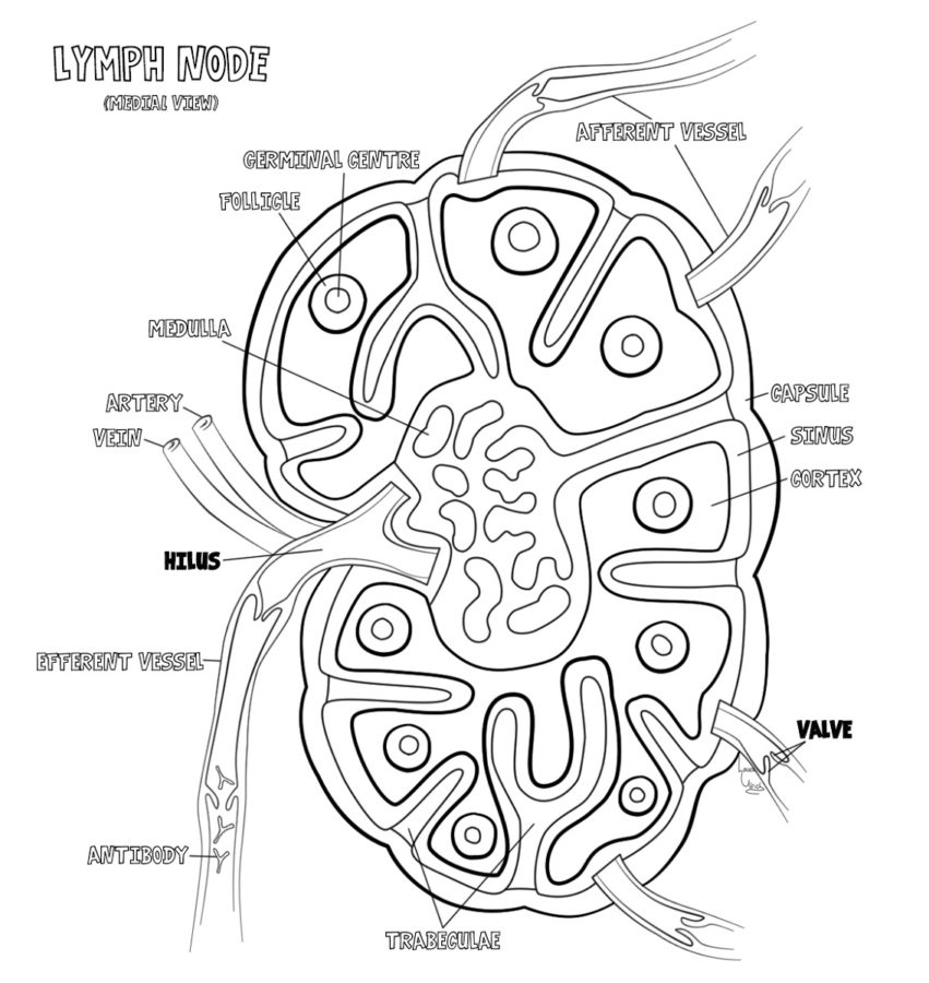 lymph nodes diagram anatomy