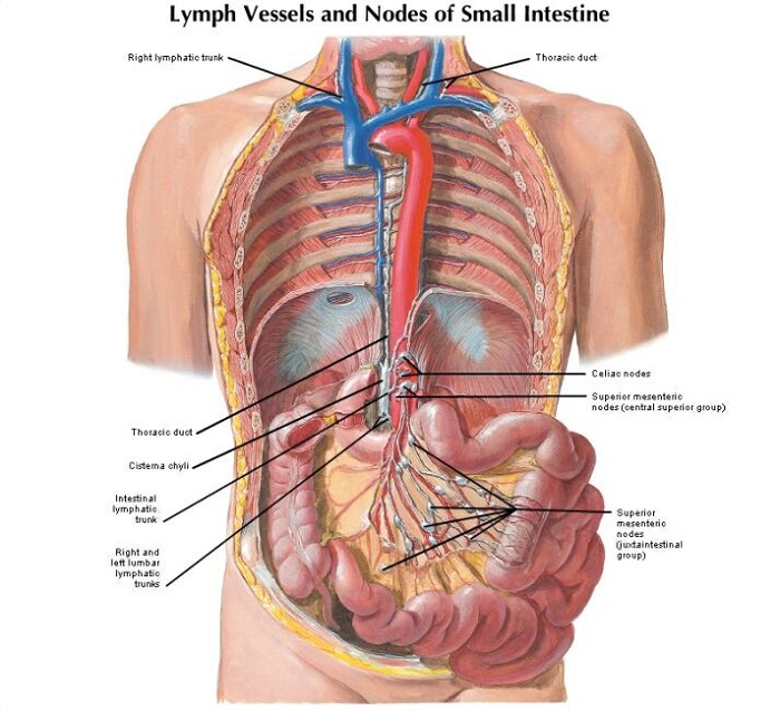 lymph nodes diagram body