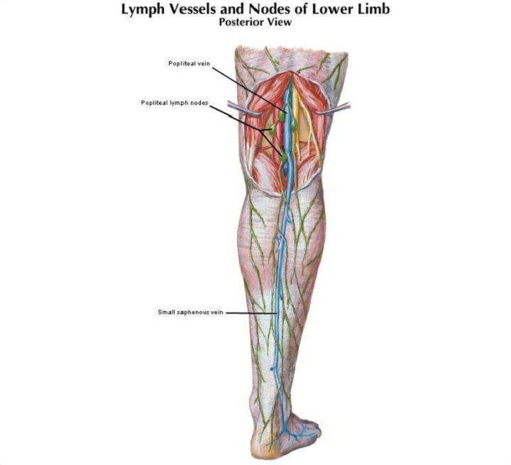 lymph nodes diagram leg