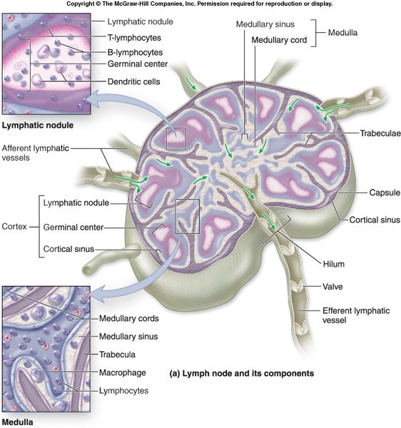 lymph nodes diagram organ