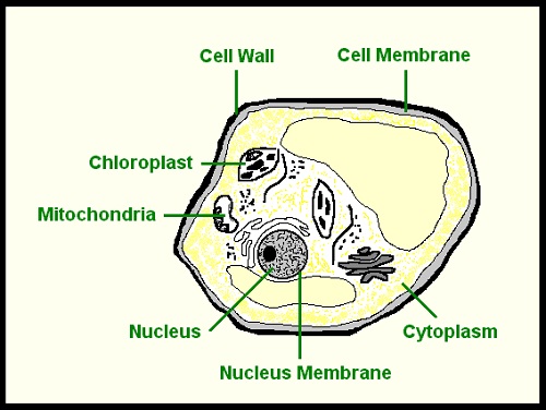 plant cell diagram for kids example