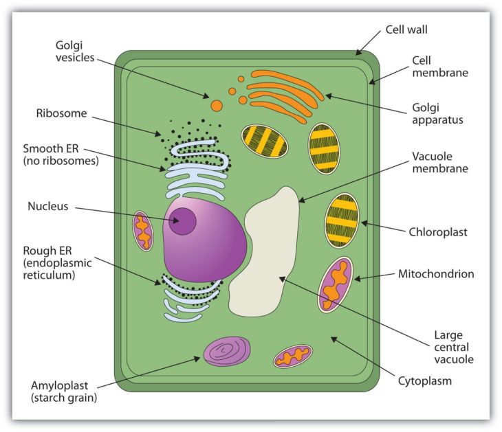 Plant Cell Diagrams for Kids