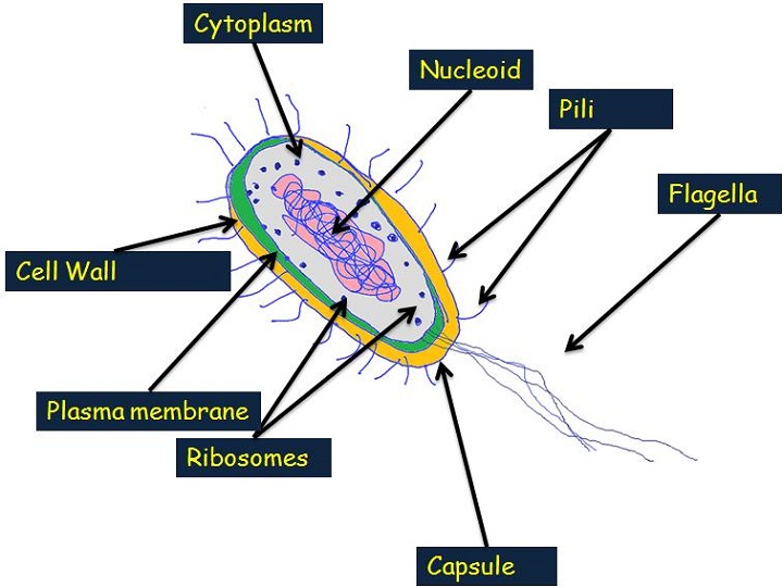 prokaryotic cell diagram for kids