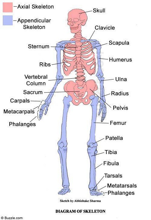 skeletal system diagram axial