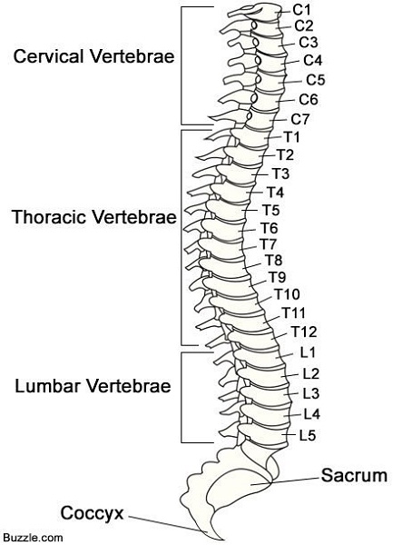 vertebrae diagram parts