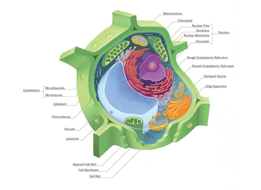 diagram of plant cell labeled