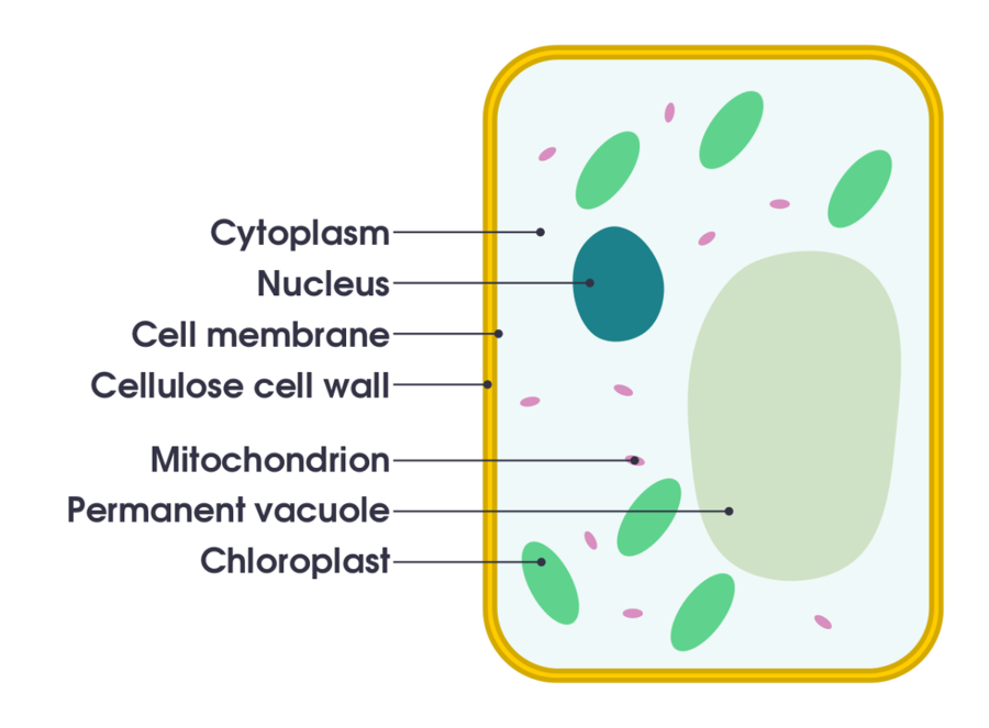 diagram of plant cell simple
